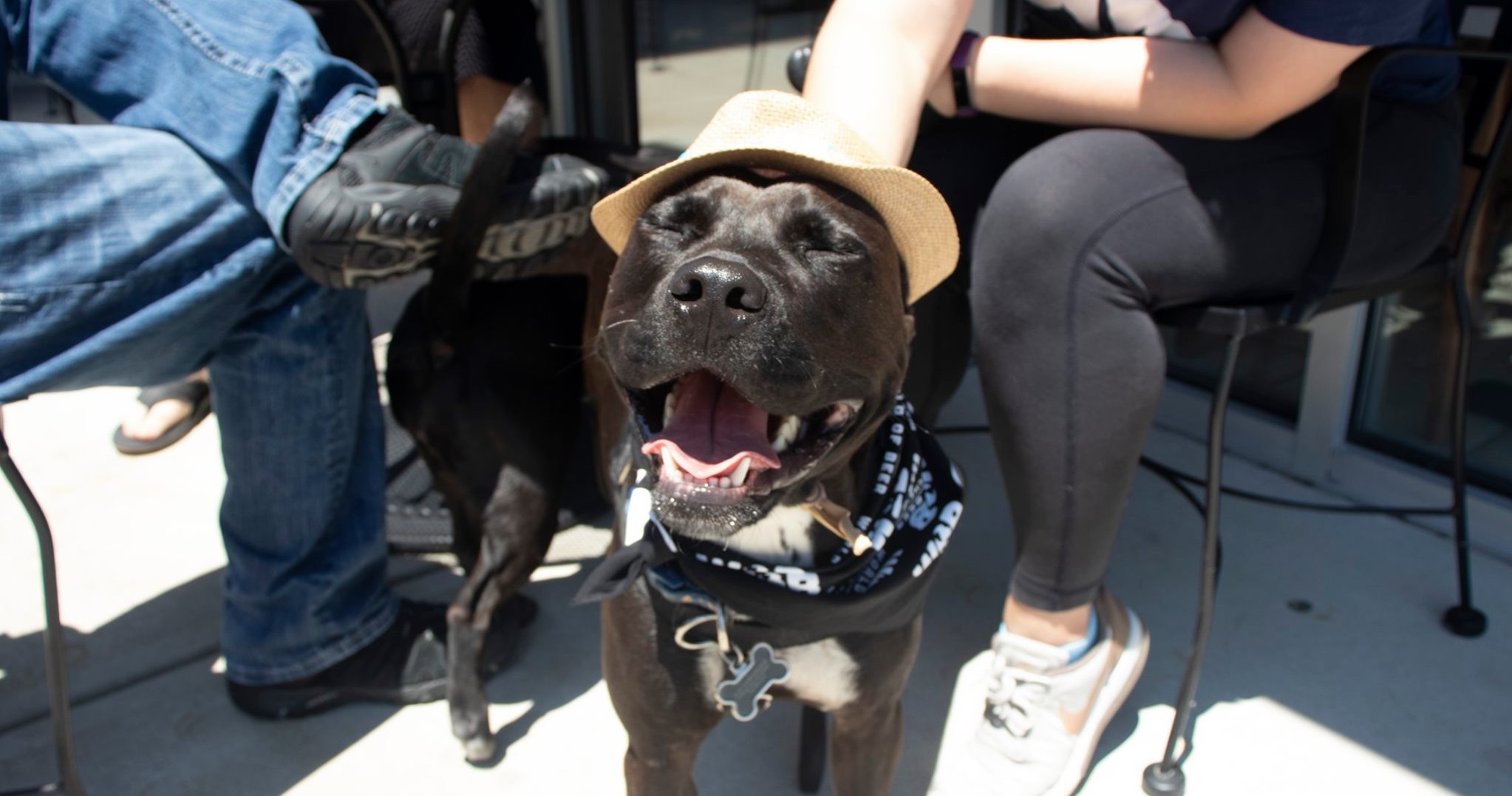 Meet Stout, World of Beer’s Pet of the Month!